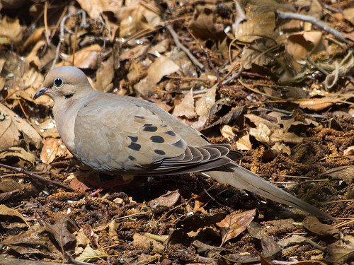 Mourning Dove • <a style="font-size:0.8em;" href="http://www.flickr.com/photos/59465790@N04/8673547371/" target="_blank">View on Flickr</a>