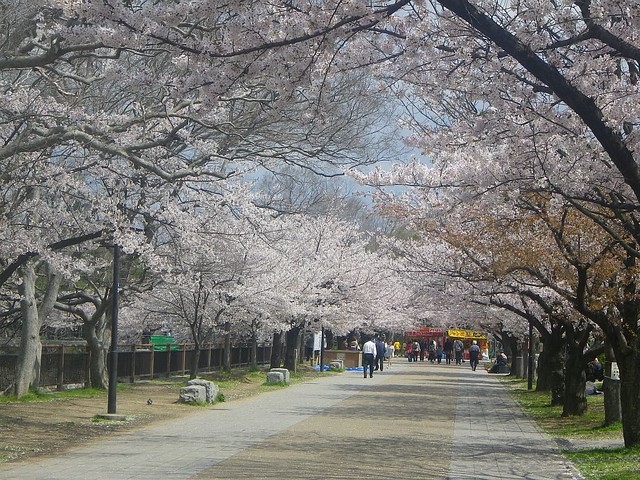  今日の昼間大阪城公園を散歩して来ました...