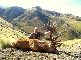 New Zealand Red Stag Hunting - Christchurch 47