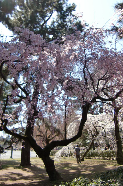 公園全体の桜が咲きみだれて、本当に美しかったです！本格的な。｜京都御苑