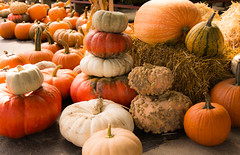 Great Pumpkins • <a style="font-size:0.8em;" href="http://www.flickr.com/photos/29084014@N02/30087808991/" target="_blank">View on Flickr</a>