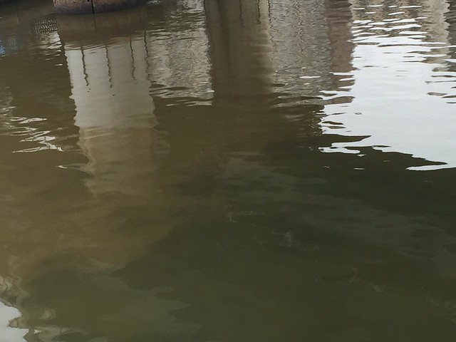 昨日の豪雨のせいか、運河の水が茶色くなっ...