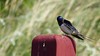 Landsvale-Barn Swallow-Hirundo rustica