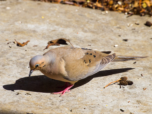 Mourning Dove • <a style="font-size:0.8em;" href="http://www.flickr.com/photos/59465790@N04/8712372617/" target="_blank">View on Flickr</a>