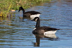 Canada Geese • <a style="font-size:0.8em;" href="http://www.flickr.com/photos/65051383@N05/15510880079/" target="_blank">View on Flickr</a>