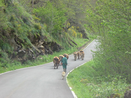 50. Somiedo. Driving with the cows