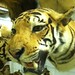 Mounted tiger (Panthera tigris) in the mammal collections at the Natural Science Research Laboratory at the Museum of Texas Tech University