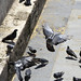 Pigeons • <a style="font-size:0.8em;" href="http://www.flickr.com/photos/72440139@N06/7572697970/" target="_blank">View on Flickr</a>