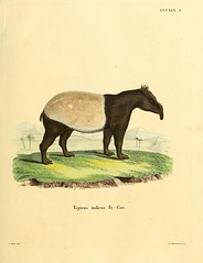 Anglų lietuvių žodynas. Žodis tapirus indicus reiškia <li>Tapirus indicus</li> lietuviškai.