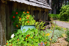 2012-05-26 05-28 Mendocino County 074 Fort Bragg, Mendocino Coast Botanical Gardens