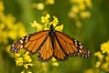 Monarch Butterfly • <a style="font-size:0.8em;" href="http://www.flickr.com/photos/29675049@N05/7359887890/" target="_blank">View on Flickr</a>