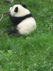 Chengdu Panda Base / 成都大熊猫繁育研究基地 / Chengdu, China