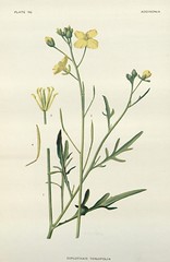 Anglų lietuvių žodynas. Žodis diplotaxis tenuifolia reiškia <li>diplotaxis tenuifolia</li> lietuviškai.