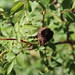 Galls of Rosa canina • <a style="font-size:0.8em;" href="http://www.flickr.com/photos/62152544@N00/7258610662/" target="_blank">View on Flickr</a>