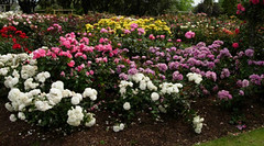 Parnell Rose Garden