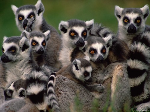 lemuri catta
