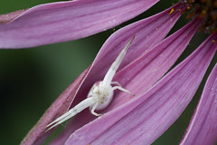 Crab spider: Exercise No1 - stretch your legs.
