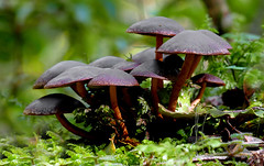 Anglų lietuvių žodynas. Žodis gill fungus reiškia gill grybelio lietuviškai.