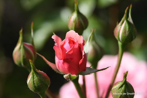 Pink Rose with Buds
