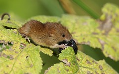 Baby Harvest Mouse...
