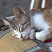 Feral Istanbul Kitten • <a style="font-size:0.8em;" href="http://www.flickr.com/photos/72440139@N06/7554648670/" target="_blank">View on Flickr</a>
