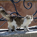Feral Cats • <a style="font-size:0.8em;" href="http://www.flickr.com/photos/72440139@N06/7580736040/" target="_blank">View on Flickr</a>