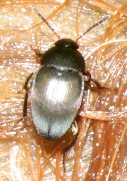 Beetle indet