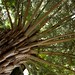 Punga Tree, Marlborough Sounds, New Zealand