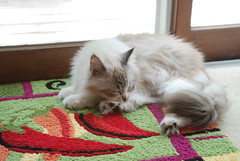 I own your new rug • <a style="font-size:0.8em;" href="http://www.flickr.com/photos/72892197@N03/7618133222/" target="_blank">View on Flickr</a>