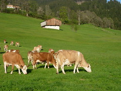 
			Funktionelles Futter für Kühe - Mehrwert als Nährwert
		