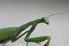 Praying mantis #2