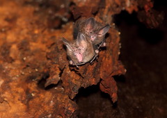 Frog-eating Bat (Trachops cirrhosus)