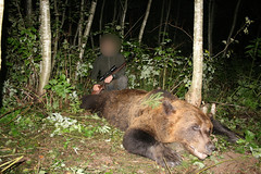 Bear Hunting Estonia August 2012