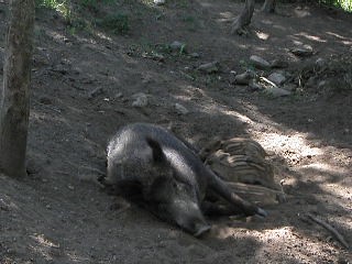 Sus scrofa (Wild boar / Wild zwijn)