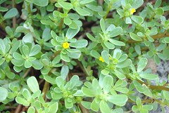 purslane (Portulaca oleracea)