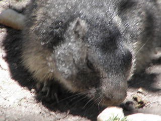Marmota marmota (Alpine marmot / Alpenmarmot)