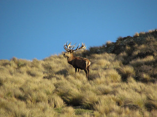 New Zealand Red Stag Hunting - Christchurch 17