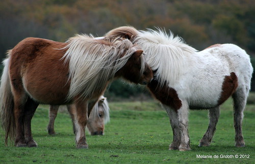 Shetland Ponies Grooming Each Other
