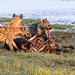 Buffalo kill with Hyena and Jackel • <a style="font-size:0.8em;" href="https://www.flickr.com/photos/21540187@N07/8347796018/" target="_blank">View on Flickr</a>