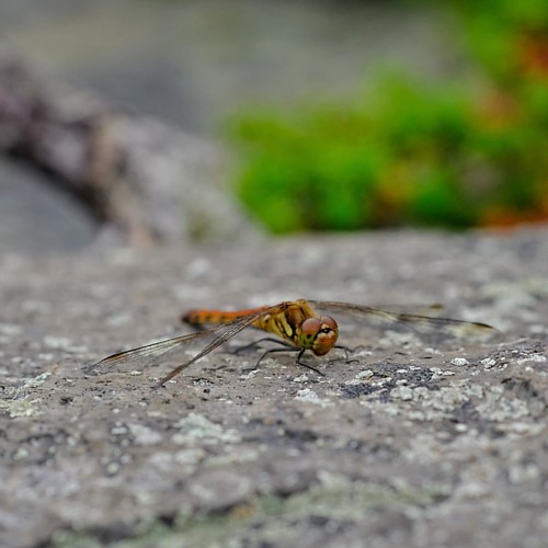 Pretty fly for a dragonfly. #travel #Hokkaido #Japan
