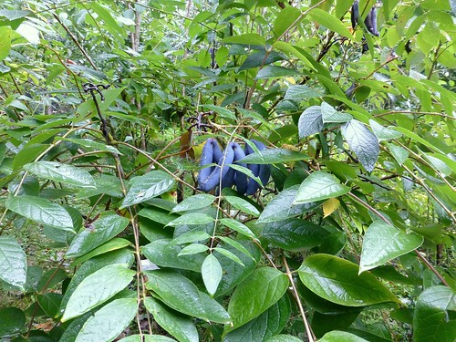Blaugurkenbaum Blauschote Decaisnea fargesii 