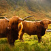 Highland Cows • <a style="font-size:0.8em;" href="https://www.flickr.com/photos/21540187@N07/8145329467/" target="_blank">View on Flickr</a>