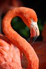 Flamingo • <a style="font-size:0.8em;" href="http://www.flickr.com/photos/28025634@N00/8143604512/" target="_blank">View on Flickr</a>