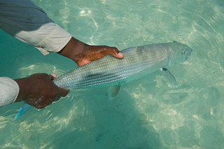Bahamas Bonefishing Lodge - Andros 13