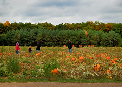 Picking the Perfect Pumpkin • <a style="font-size:0.8em;" href="http://www.flickr.com/photos/29084014@N02/8090882410/" target="_blank">View on Flickr</a>