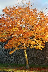 A Tree in Autumn