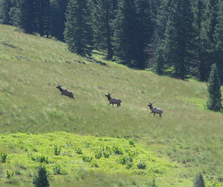 New Mexico Luxury Elk Hunt 8