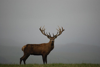 New Zealand Red Stag Hunting - Christchurch 11