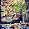 #cat #pet #gatto #iphonesia #igers #igdaily #ig #instagramhub #instagood #instamood #picoftheday #bestoftheday #macro #closeup