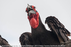 Ground Hornbill 2 • <a style="font-size:0.8em;" href="http://www.flickr.com/photos/56545707@N05/8364752324/" target="_blank">View on Flickr</a>
